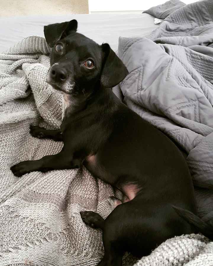 Just ordered my dogs first birthday cake! NWR