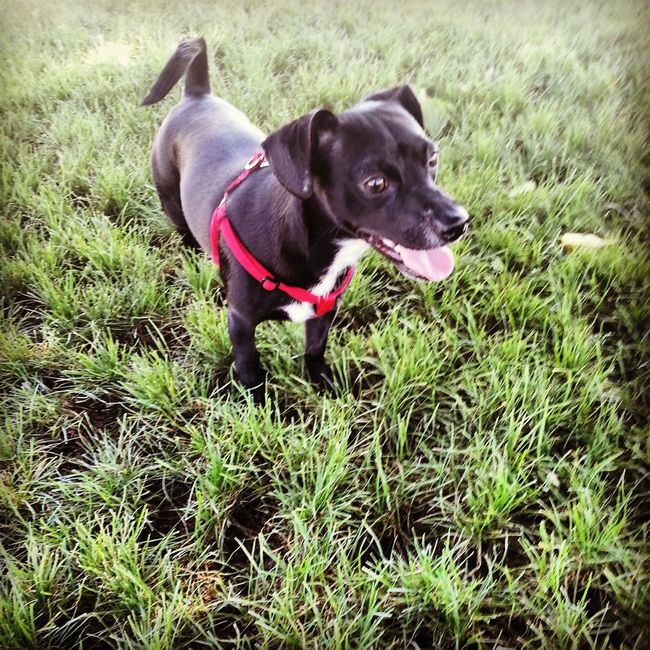 NWR Happy Fursday! Show me your fur babies!