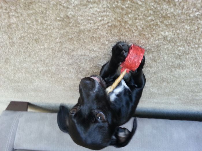 Got a new puppy, lets see a pic of your pets