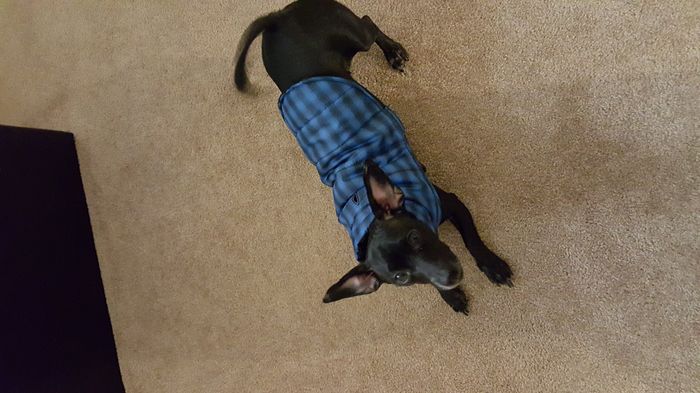 Brag Post - Pet Edition!