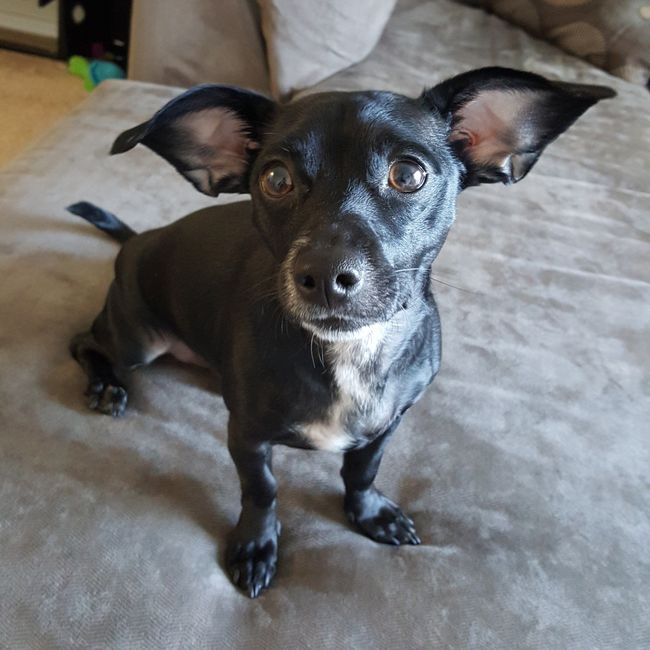NWR: Dachshunds and other small dog owners