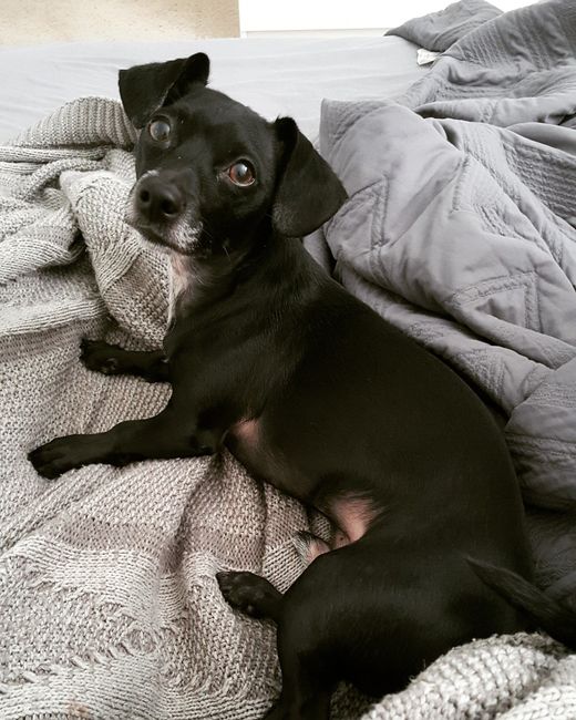 NWR: National Dog Day!