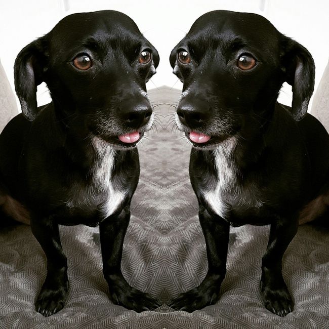 NWR: Show me your pups!