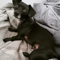 NWR: National Dog Day!