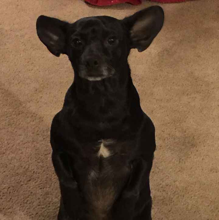 NRW dog puke and flowers