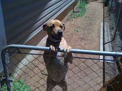 SBR: Meet my Fur-babies, lets see yours too