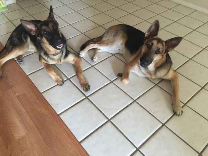 Dog Ring Bearer Training