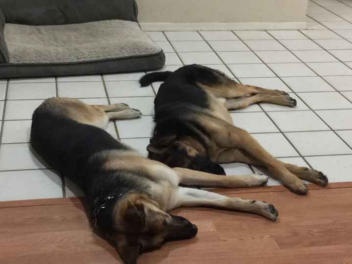 NWR: Pets on Instagram