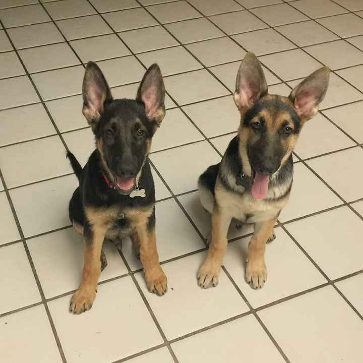 Show me your fur babies!