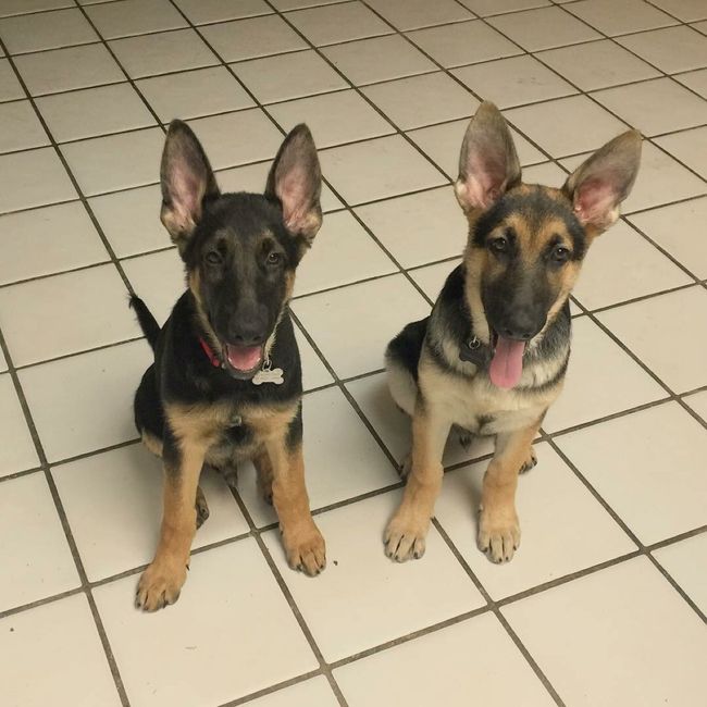 Show me your fur babies!