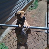 SBR: Meet my Fur-babies, lets see yours too