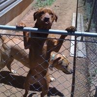 SBR: Meet my Fur-babies, lets see yours too