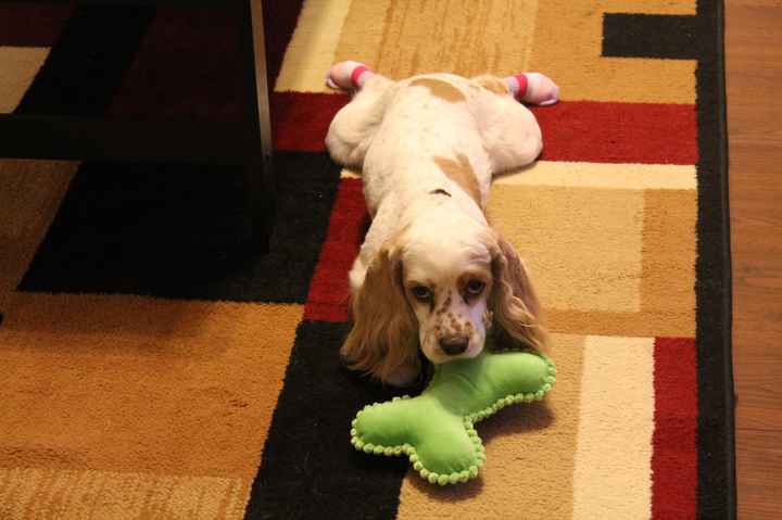 NWR: today is my Pups 2nd birthday!! Do you and your FH have a pet? Show pics!!!