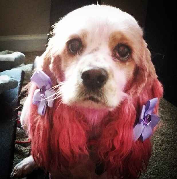 NWR: Professional Photos for your dog? Family Dog Photo? SHOW ME UR PET!