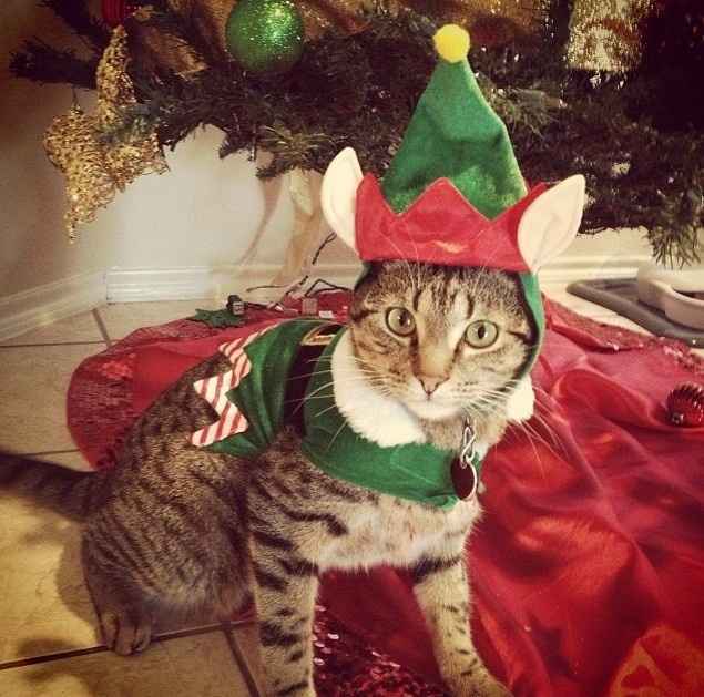 NWR: Professional Photos for your dog? Family Dog Photo? SHOW ME UR PET!