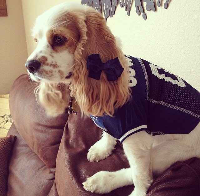 NWR: Professional Photos for your dog? Family Dog Photo? SHOW ME UR PET!