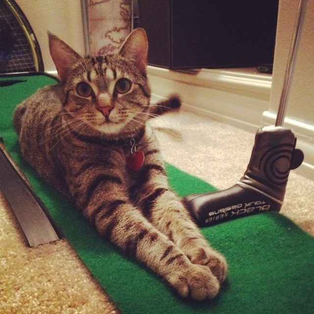 NWR: Pics of your pets :)