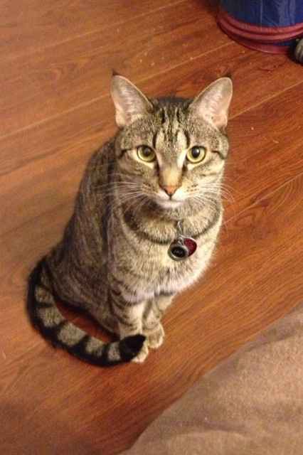 #petlife - pet memes & furbaby pictures!