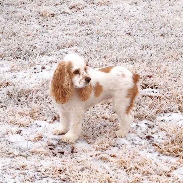 #petlife - pet memes & furbaby pictures!