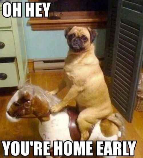 #petlife - pet memes & furbaby pictures!