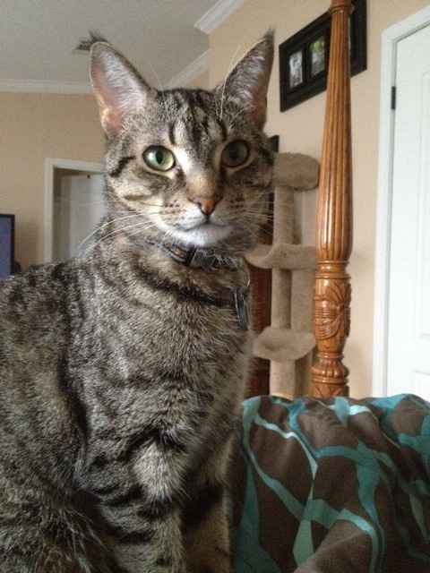 Spinoff - Cat wedding!