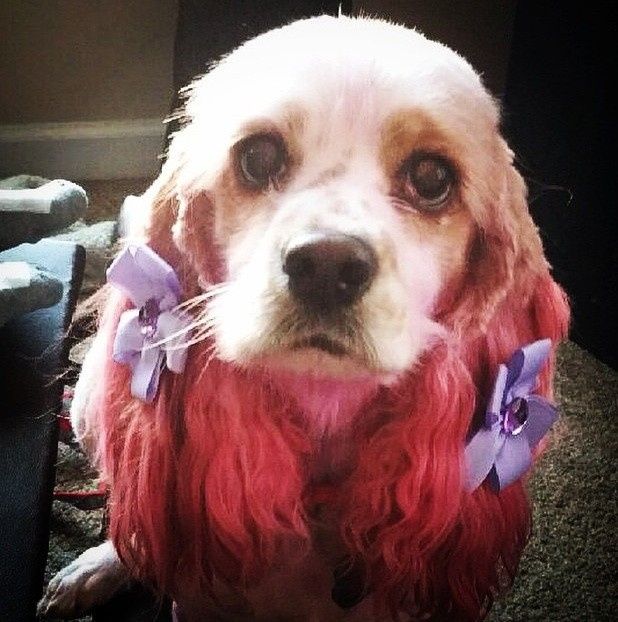 NWR: Professional Photos for your dog? Family Dog Photo? SHOW ME UR PET!