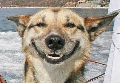 #petlife - pet memes & furbaby pictures!