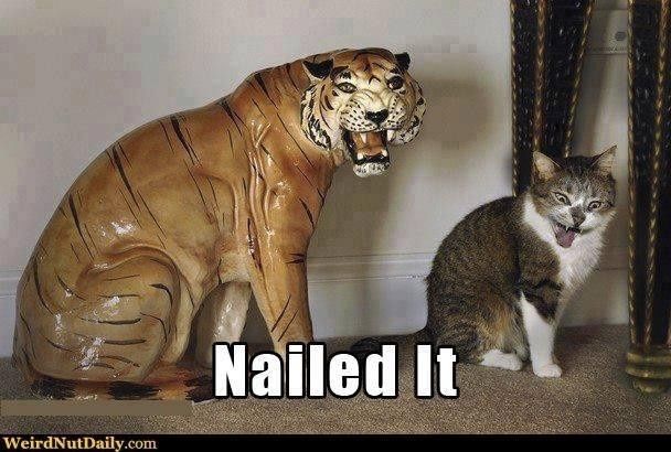 NWR:  cat meme time!