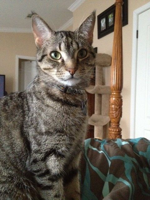 Spinoff - Cat wedding!