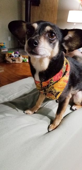 Last minute find! a way to include our pups! - 5