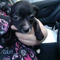 NWR: Show me your fur babies