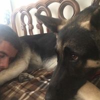 Dog in wedding/photos