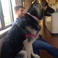 Dog in wedding/photos