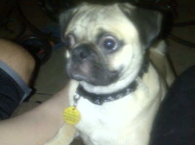 *NWR* Show me your pets/animals! *PICS*