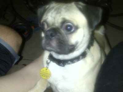 *NWR* Show me your pets/animals! *PICS*
