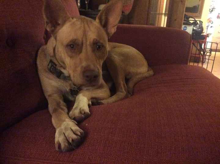 Let me see those fur babies!