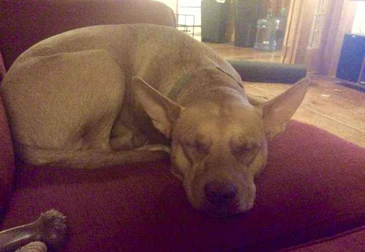 NWR: Puppies and fur babies!