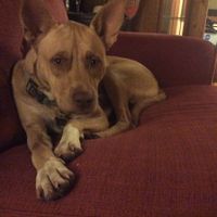 Let me see those fur babies!