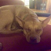 NWR: Puppies and fur babies!