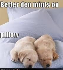 NWR: Emergency Cute