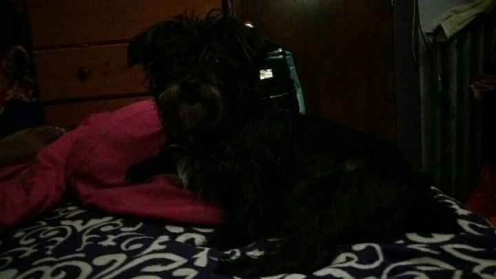 Furbaby pick me up
