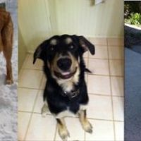 *NWR* Show me your pets/animals! *PICS*