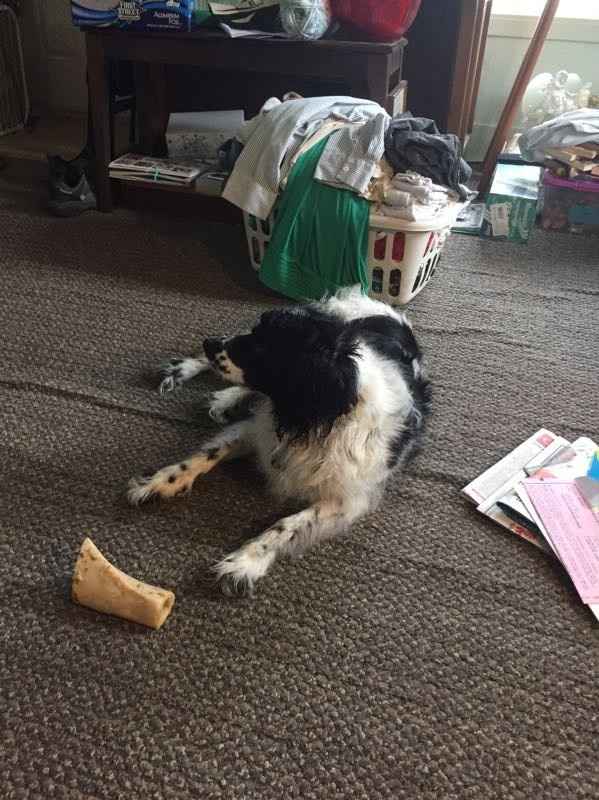 NWR: post pics of your pets!!