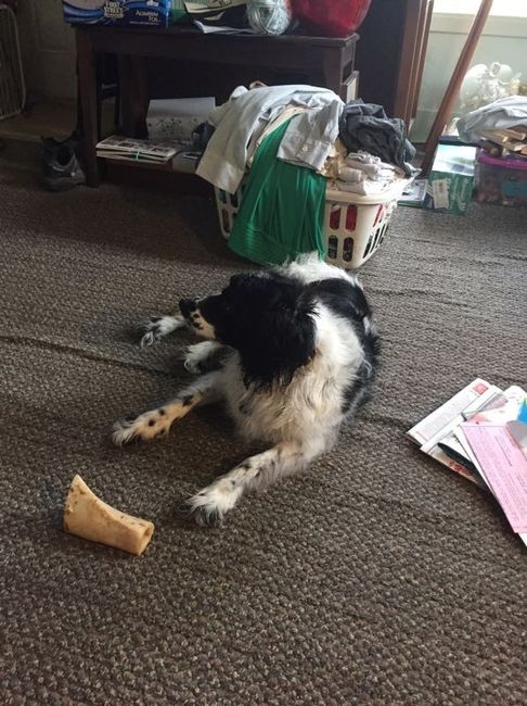 NWR: post pics of your pets!!