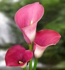 Flowers are my wedding planning kryoptonite...