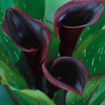 Flowers are my wedding planning kryoptonite...