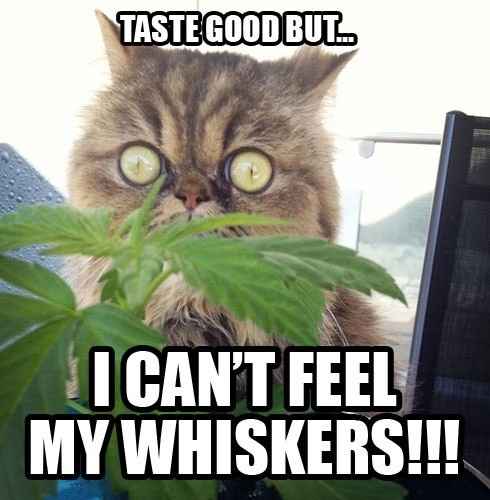 Bored - Cat pic time :)