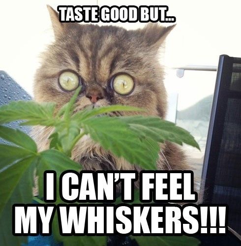 Bored - Cat pic time :)
