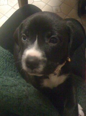 NWR, "pit bull", rant.