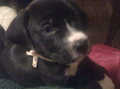 NWR, "pit bull", rant.